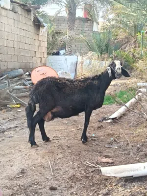 مطلوب نجديات اصايل من ابو الخصيب