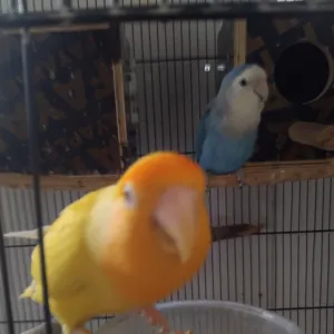 نبراس ناصر محمد البلوشي 