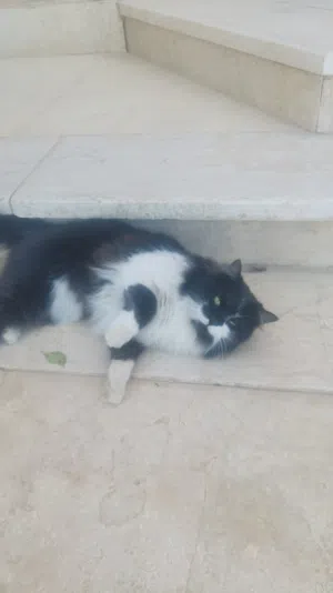 قط للتبني ذكر