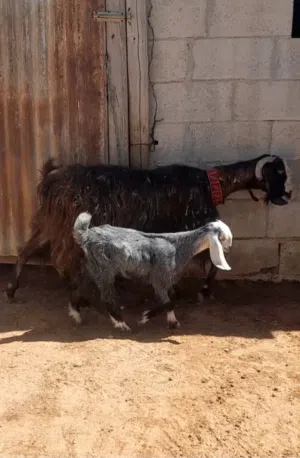 عنز سن جمع معها صخله عمر شهرين للبيع الموقع سحاب