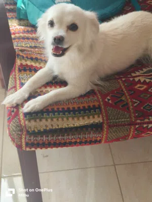 An adorable Shistzu female dog for adoption. Utensils and leash will be provided.