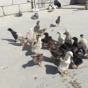 صوص بلدي نخب اول للبيع