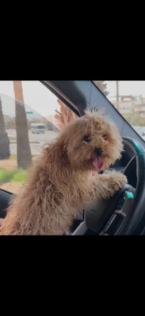 Korean Poodle Poppy