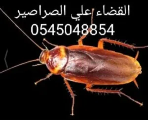 شركه مكافحه الحشرات وتسليك البواليع