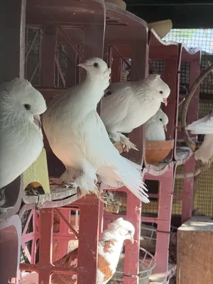 Pigeons3