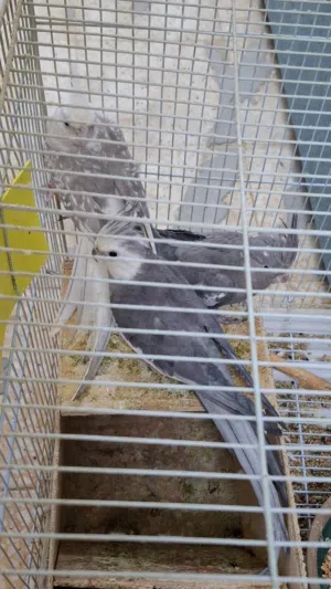 bird for sale