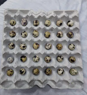 بتوفر بيض سمان سوبر جامبو مرومي وحبشي وبط مصري للبيع التواصل معي على واتساب الخاص بي......... ... ..