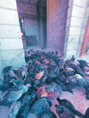 صيصان بلدي العمر شهرين