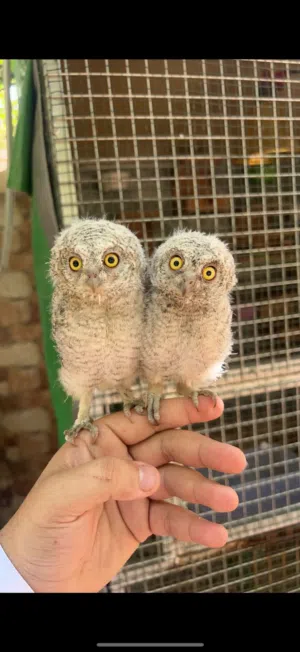 Little owl بومة قزمة