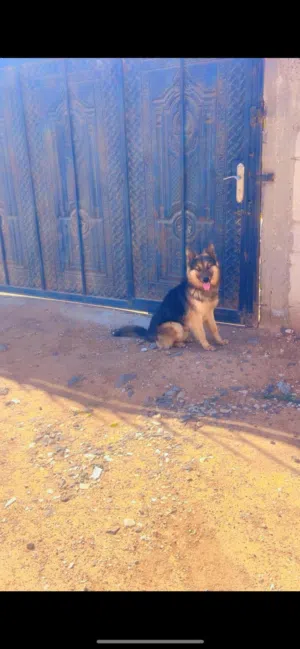 كلب جيرمن و بلجم مالينوه