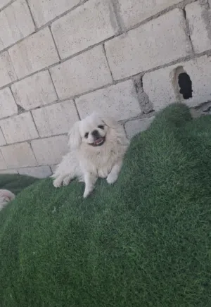 كلب بكانيز بيوور 100% مني مستوى خارق