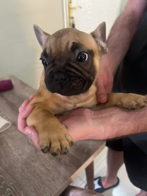 French Bulldog for sale