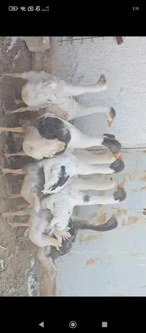 ‏حيوانات وطيور اخرى‏0