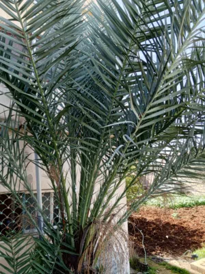 شجره النخيل  سعر قابل. لتفاوض