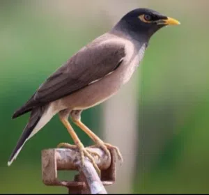 للبيع طير مينا