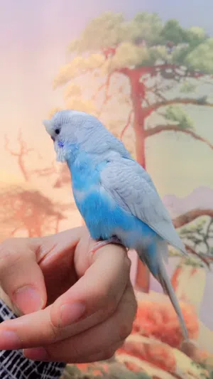 متاح طير حب متكلم