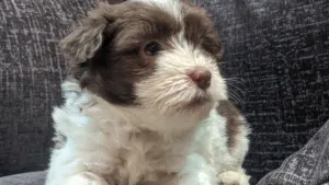كيوت ميني هافنيز - Cute mini havaneese puppies