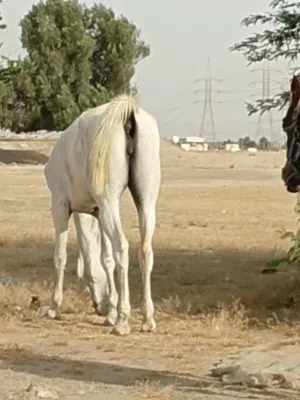 فرصه للبيع وضحه