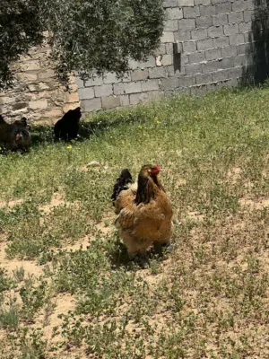 فلاليس براهما للبيع
