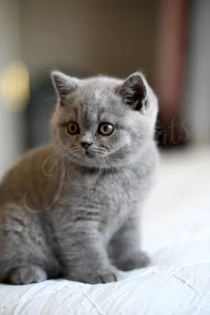 A beautiful trained kitten,3 months, potty trained, vaccinated,Microchip,friendly and the passport,