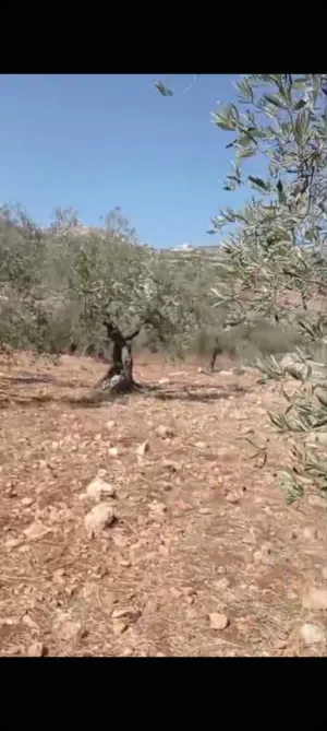 ارض للببع في منطقه  كفرنعمه مساحه دونم  و 600متر للبيناء بركسات