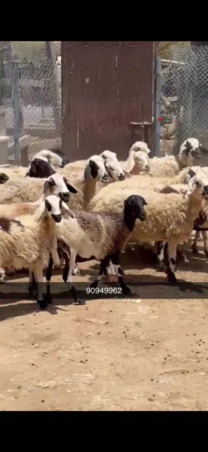 جاد أماني مشاعر موقع موقع شريك صورة هلال