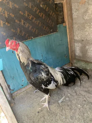 البيع طير جاوا