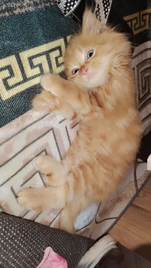 بزونة للبيع صغيرونه بعده ماعندي مكان اله