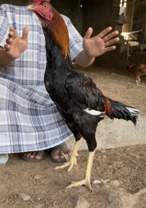 اليع ًًًًًً..................