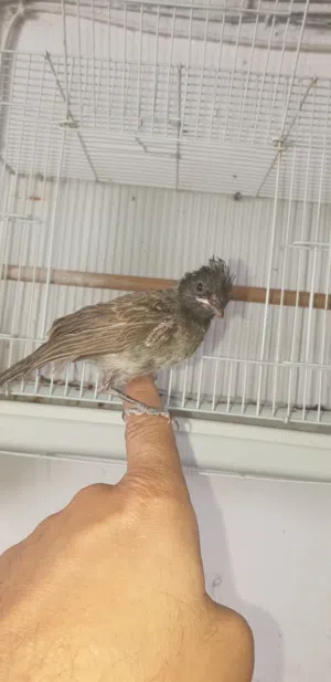 للبيع فرخ كشميري نهايه غر