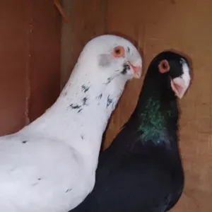 zaher tayem ابو تيم