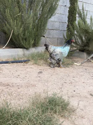 للبيع أو تبديل بكيني أو استرالي