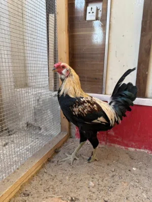 ديوكة صحة ونشاط مثل ما موضح بالصورة