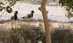 كروان الهندي منتج للبيع او للبدل بطيور أخره