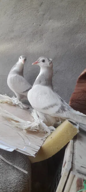 متوفر زوج مخاليف كورنكات كما موضح بلصور وتك راعب مخلف الون الاحمر ايضا