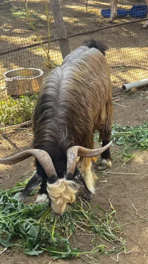 تيس سعيدي غير مخصي سمنه طيبه