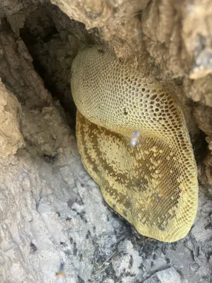 للبيع عسل عماني بو طويق