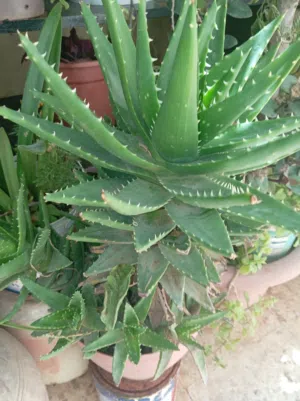 زريعه زينه للبيع