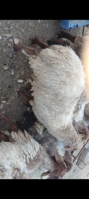 ذبايح عقائق ونذر ومناسبات فدوى
