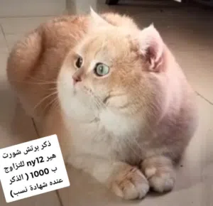 male British shorthair ny12 for mating 1000 (ذكر برتش شورت هير ny12 للتزاوج) 1000