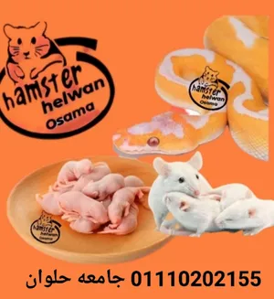 Hamsters0