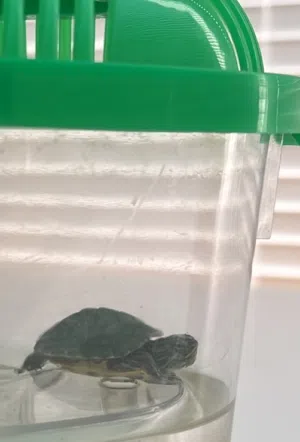 Terrapin- baby water turtle