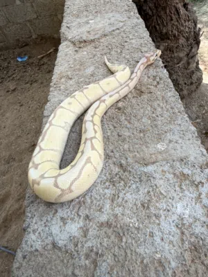 افعاء  أليفه جداً