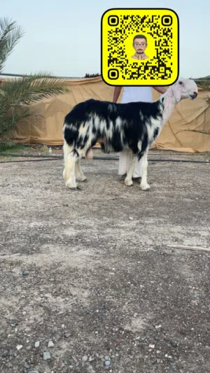 كبش نجدي فحل