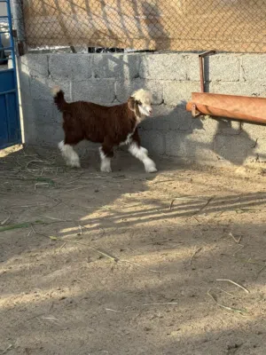 سخل رحبي للبيع فقط