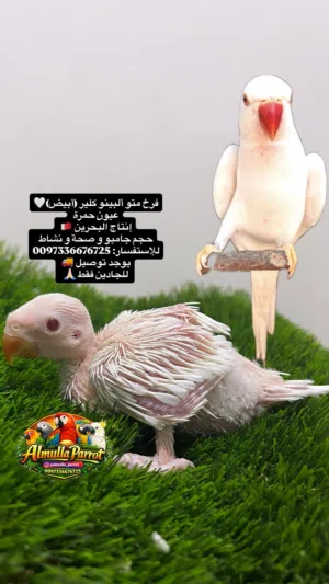 فرخ متو ألبينو أبيض