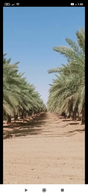 علاء سيد 