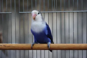 فيشر طفره Lovebird ترويض فل