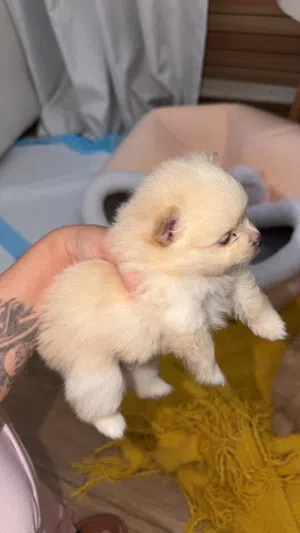 Pure Pomeranian