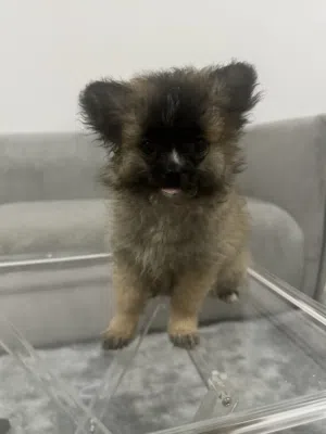 Cute Pomeranian 3 months old
